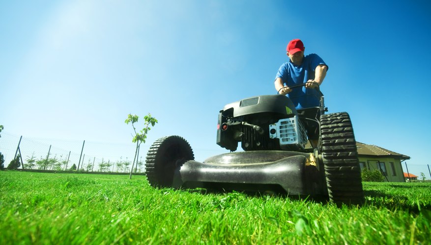 Herbicides are the most effective way to remove unwanted annual bluegrass. Herbicides are the most effective way to remove unwanted annual bluegrass.