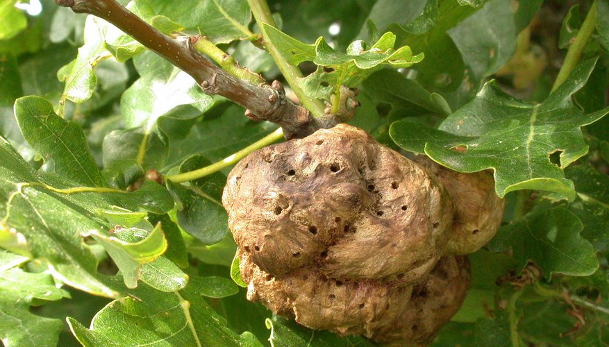 Close-up of gall left by chestnut gall wasp. Close-up of gall left by chestnut gall wasp.