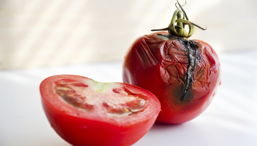 A tomato with black sunken patches compared to a fresh cut tomato. A tomato with black sunken patches compared to a fresh cut tomato.