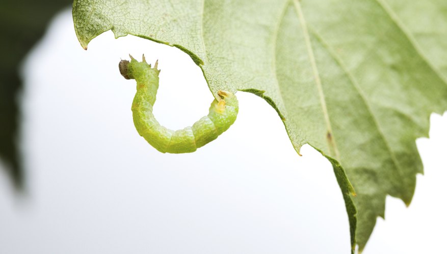 Inchworm Life Cycle | Sciencing