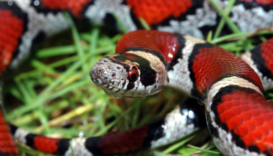 Milk snakes are solitary. Milk snakes are solitary.
