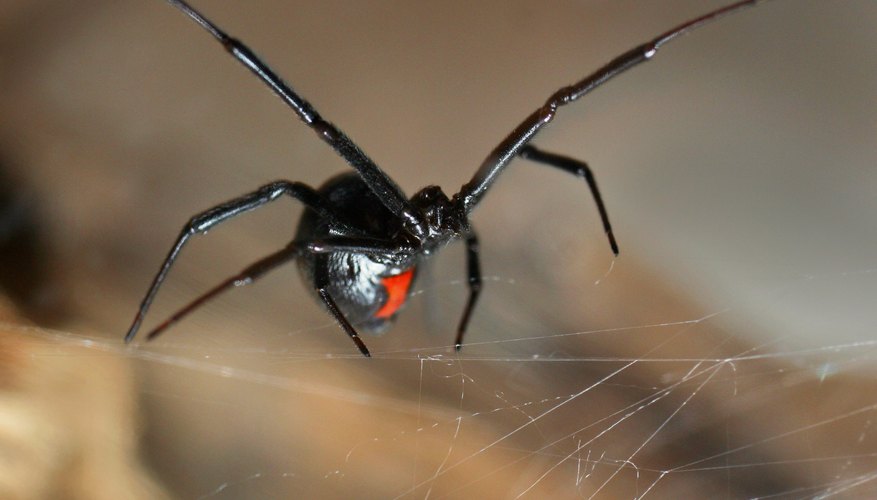 The black widow with its distinct red marking. The black widow with its distinct red marking.