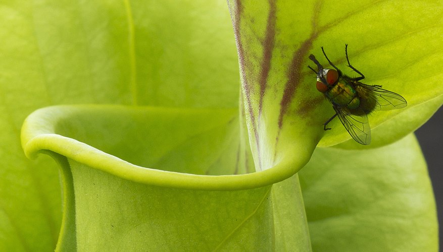 A fly lands on the leaf of a pitcher plant. A fly lands on the leaf of a pitcher plant.