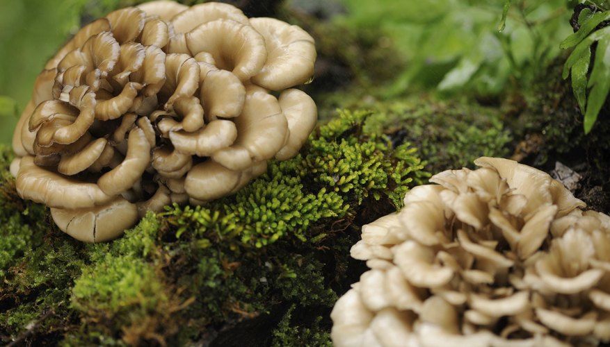 Photo Credit: ueapun/iStock/Getty Images Hen of the Woods mushrooms