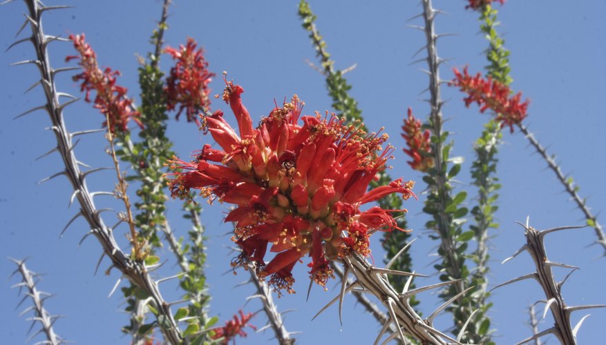 Ocotillo flowers attract hummingbirds and nectar-feeders such as orioles. Ocotillo flowers attract hummingbirds and nectar-feeders such as orioles.