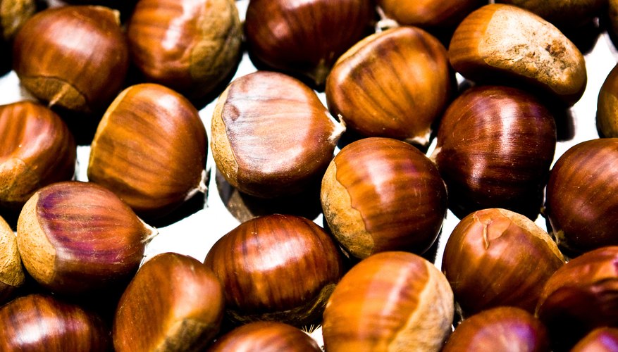 Do not confuse edible chestnuts with the poisonous horse chestnuts and the California buckeye. Do not confuse edible chestnuts with the poisonous horse chestnuts and the California buckeye.
