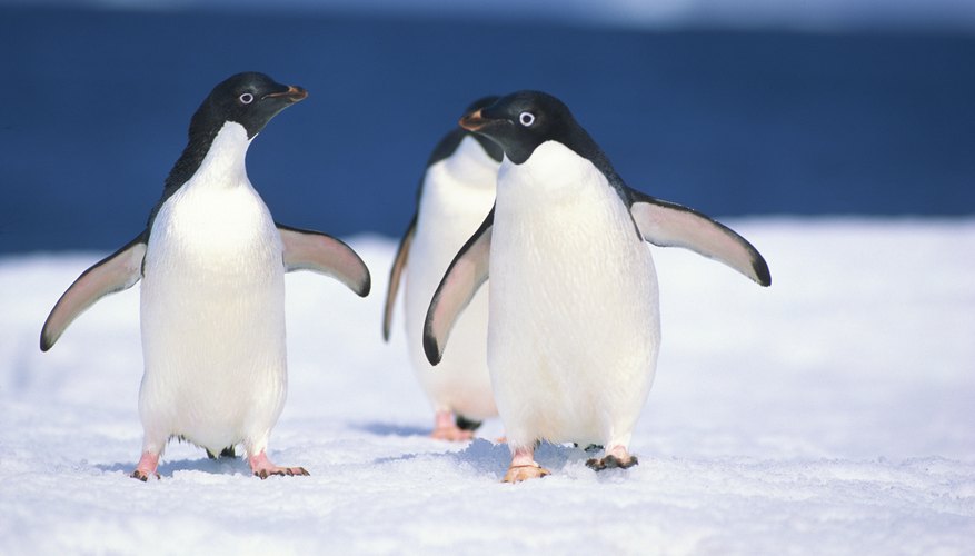 Adelie penguins Adelie penguins