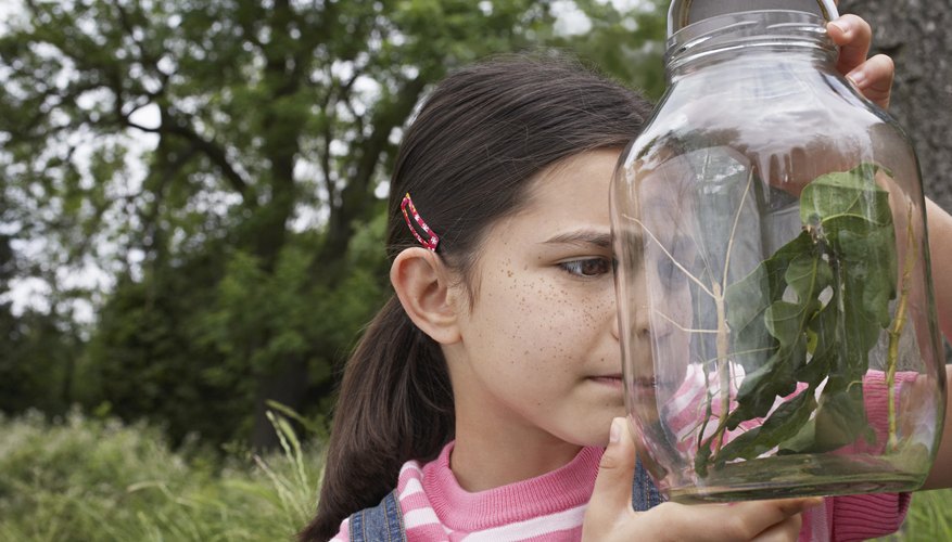 A girl collects and examines a walking stick in a jar outside. A girl collects and examines a walking stick in a jar outside.