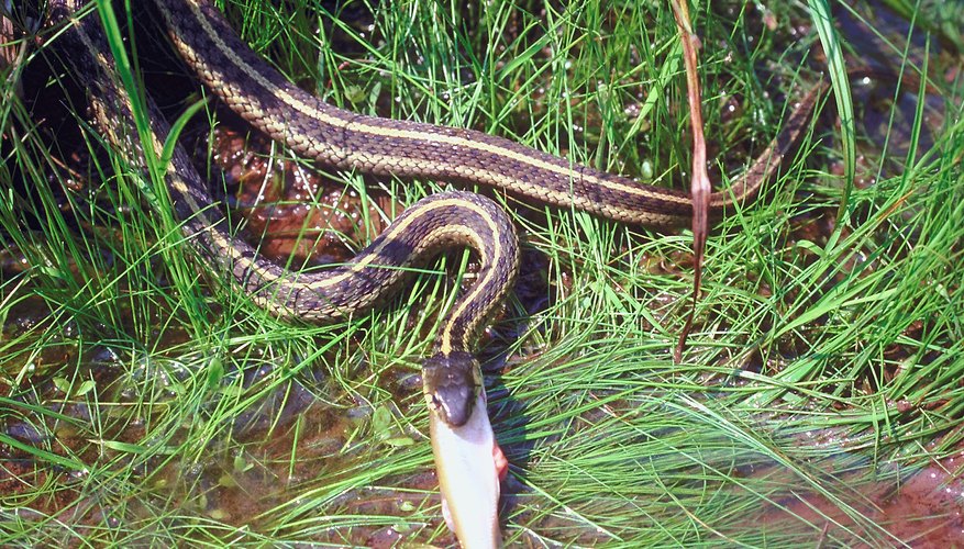 identification-of-snakes-in-georgia-sciencing