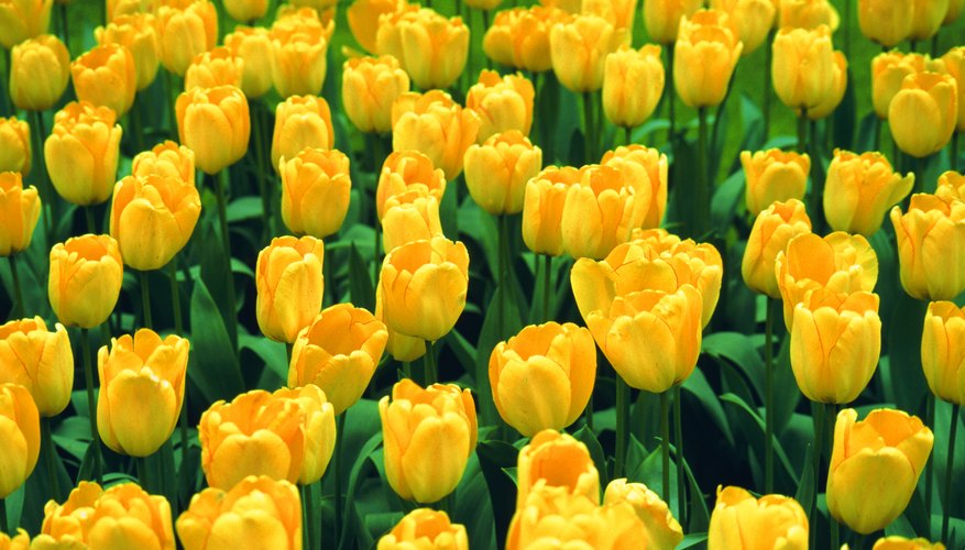 Tulips are a tangible symbol of the joy at Christ's resurrection. Tulips are a tangible symbol of the joy at Christ's resurrection.