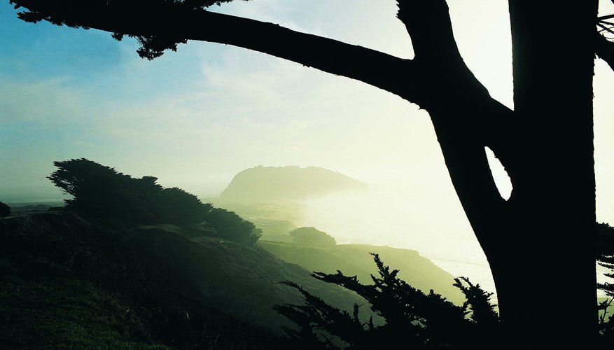 Silhouette of cedar tree Silhouette of cedar tree