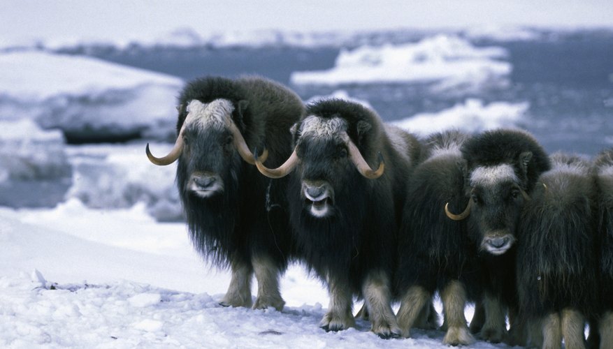 conservation-of-energy-in-the-tundra-biome-sciencing