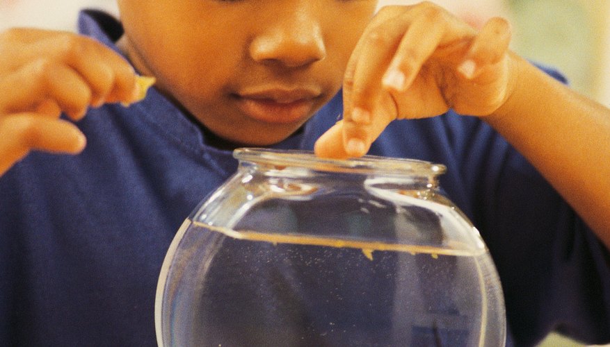 Caring for pets can help young children learn responsibility. Caring for pets can help young children learn responsibility.
