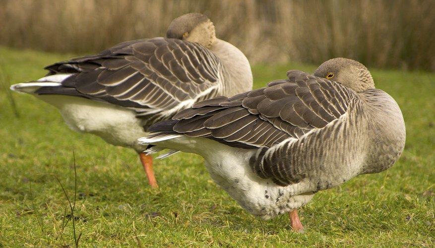 What Are The Different Types Of Geese Sciencing