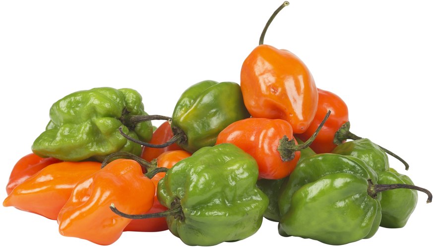 Habaneros are amongst the hottest peppers. Habaneros are amongst the hottest peppers.