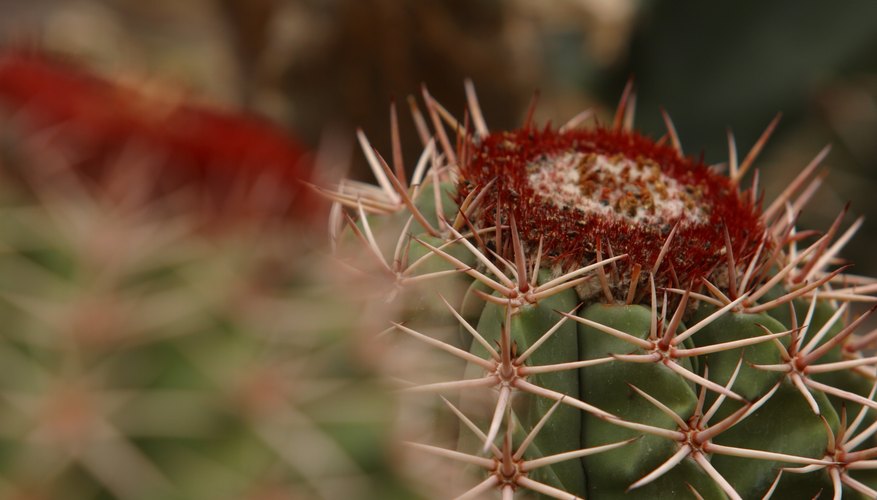 Thorns on a desert plant Thorns on a desert plant