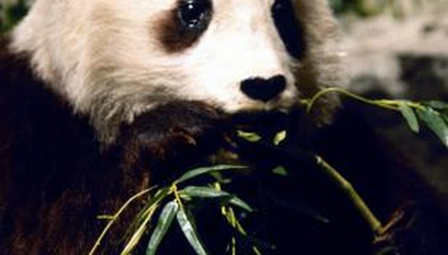 Pandas are endangered worldwide. Pandas are endangered worldwide.