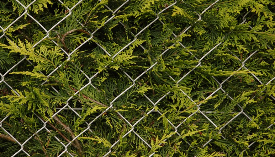 The flattened sprays of arborvitae's scaly needles look soft and feathery. The flattened sprays of arborvitae's scaly needles look soft and feathery.