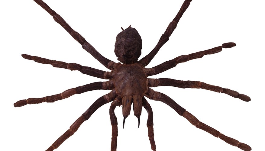 To identify a spider, observe the markings on its body and legs. To identify a spider, observe the markings on its body and legs.