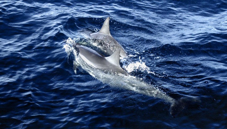 marinecreatures,marinevacth require training in treating other marine creatures