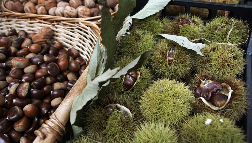 Chestnuts in burr Chestnuts in burr