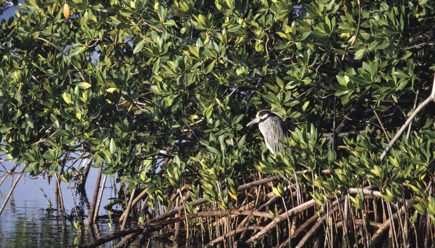 Mangrove tree. Mangrove tree.