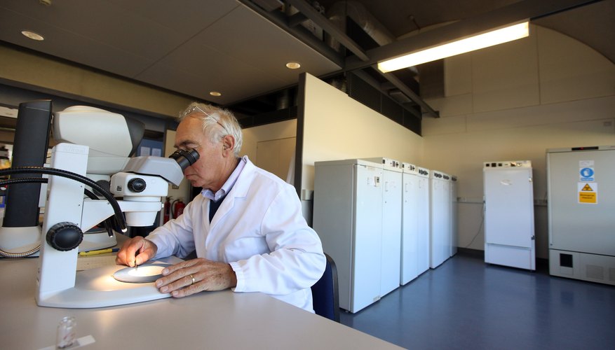 A scientist viewing seeds through a microscope at a lab table. A scientist viewing seeds through a microscope at a lab table.