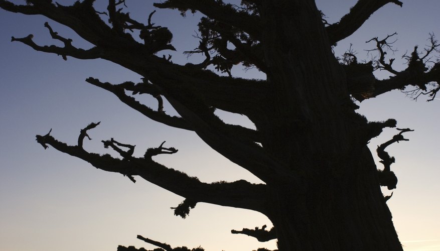 Part of an ecosystem, a snag is also habitat for specific organisms. Part of an ecosystem, a snag is also habitat for specific organisms.