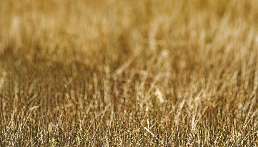 Large patches of dead lawn may indicate a chinch bug problem. Large patches of dead lawn may indicate a chinch bug problem.