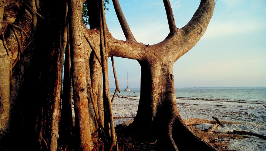 Mangrove tree on beach Mangrove tree on beach