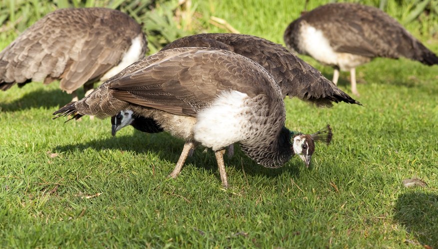 life-cycle-of-a-peacock-sciencing