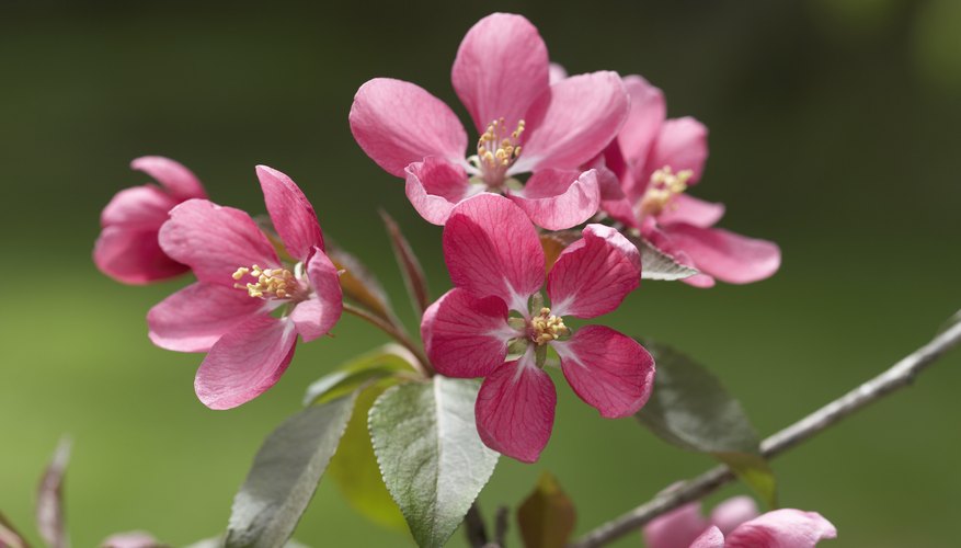 The blooming season of cherry blossoms are brief, resulting in instant beauty and immediate death of the flower The blooming season of cherry blossoms are brief, resulting in instant beauty and immediate death of the flower