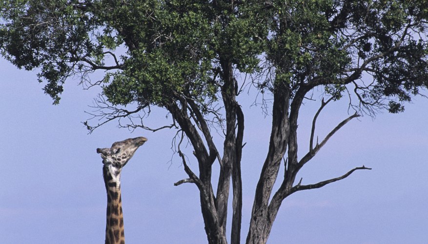 Being able to reach food in a tree is a trait that gives a giraffe a fitness advantage. Being able to reach food in a tree is a trait that gives a giraffe a fitness advantage.
