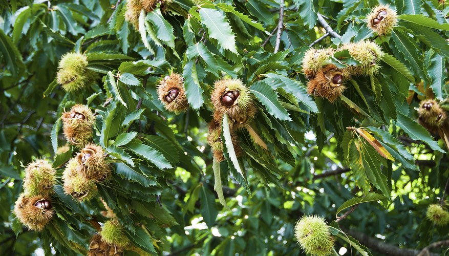 Close-up of chestnut tree. Close-up of chestnut tree.