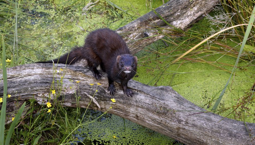 Minks are excellent swimmers. Minks are excellent swimmers.