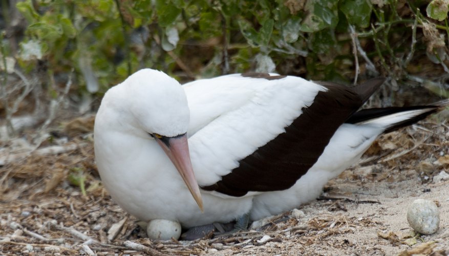 birds lay eggs birds lay eggs
