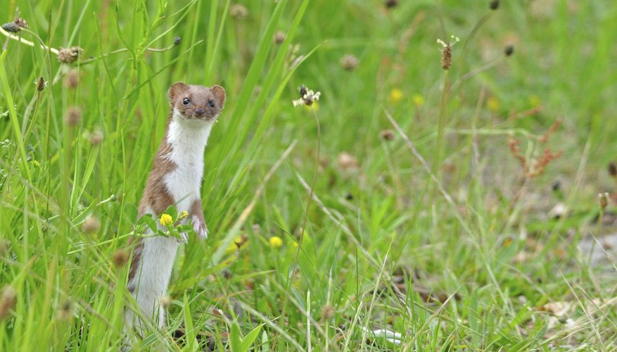 Weasels have higher metabolisms than mink. Weasels have higher metabolisms than mink.