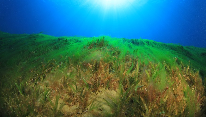 An algae bloom grows in the ocean. An algae bloom grows in the ocean.