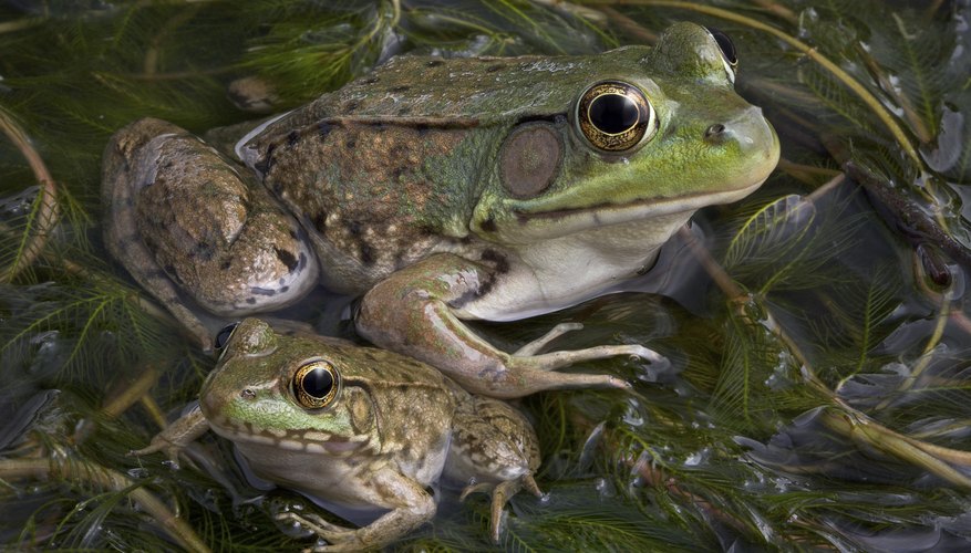 Frog Frog