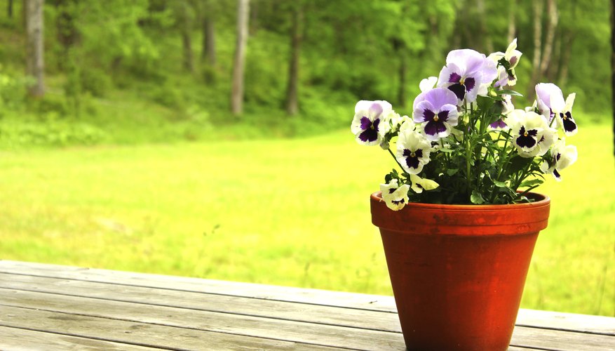 Pansy flowers measure 1 to 3 inches, depending on the cultivar. Pansy flowers measure 1 to 3 inches, depending on the cultivar.