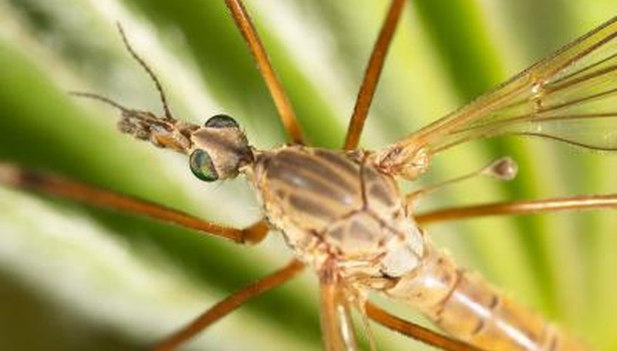 Cellar Spider Cellar Spider
