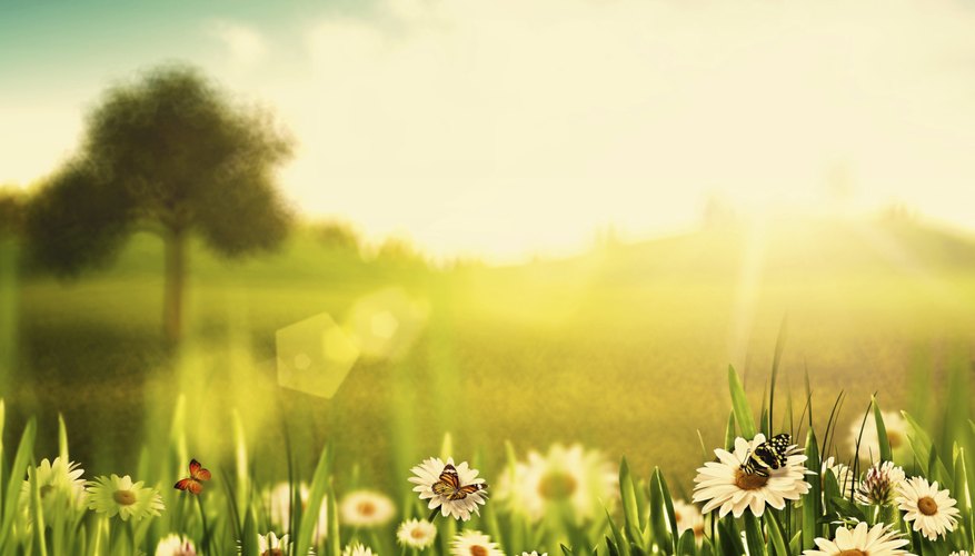 Sun on flowers Sun on flowers