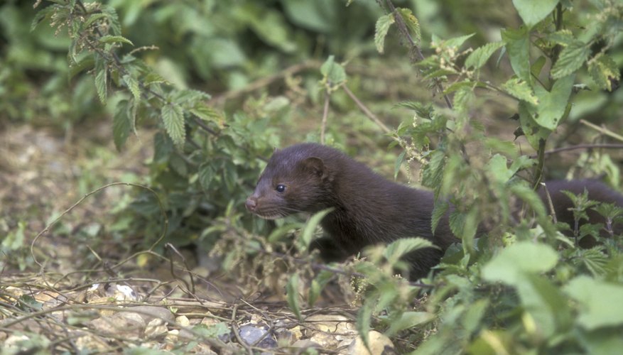 Mink have little problem procuring a meal from the water. Mink have little problem procuring a meal from the water.