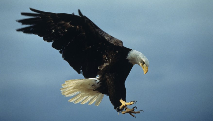 An eagle's claws grasp and pierce their prey quite effectively. An eagle's claws grasp and pierce their prey quite effectively.