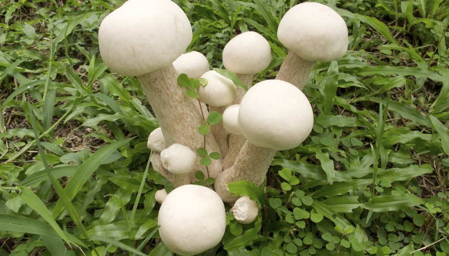 White mushrooms growing in grass White mushrooms growing in grass