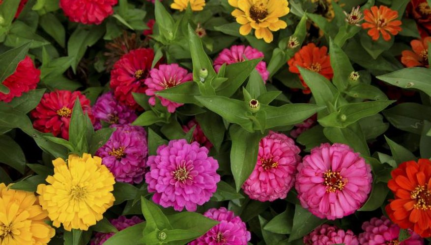 Many annuals deliver constant color from spring until frost. Many annuals deliver constant color from spring until frost.
