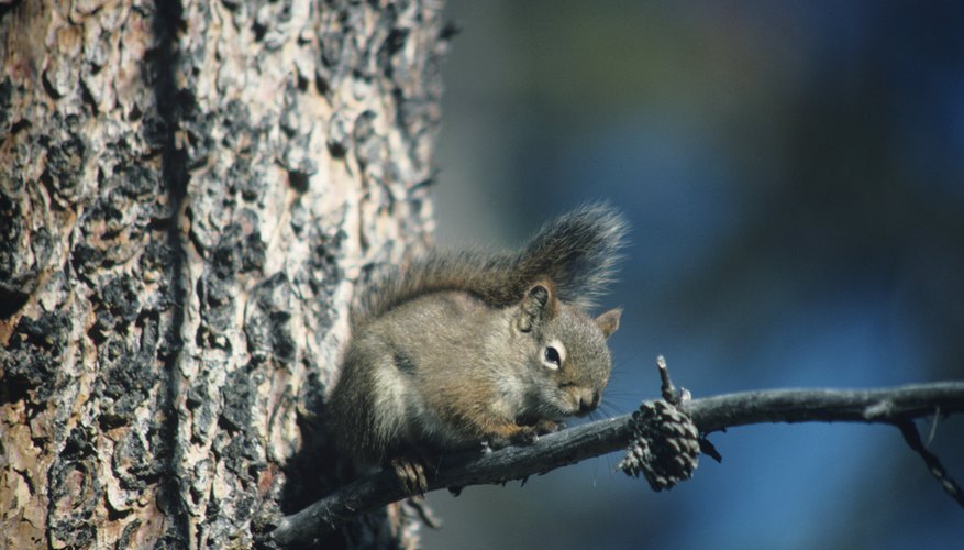 squirrel in tree squirrel in tree