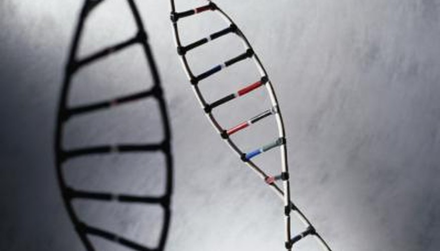 Create a DNA model to represent replication or transcription. Create a DNA model to represent replication or transcription.