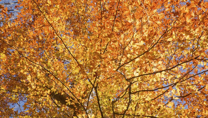 Fall leaves of a american beech Fall leaves of a american beech
