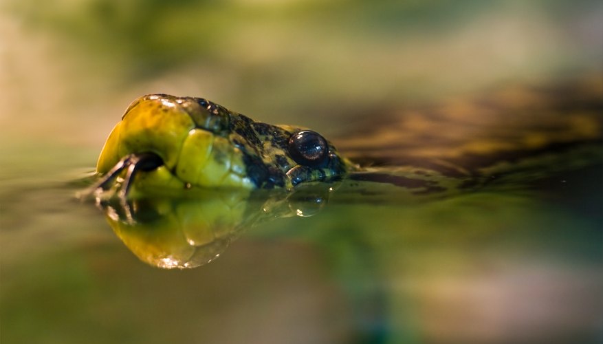 what-adaptations-do-anacondas-have-to-survive-sciencing